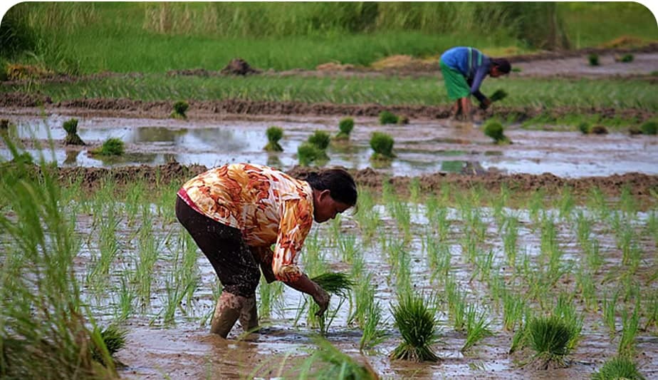 GLOBAL GOALS: Farmtri: The farmers' app